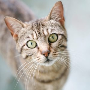 VetClear Joint Supplement for Cats