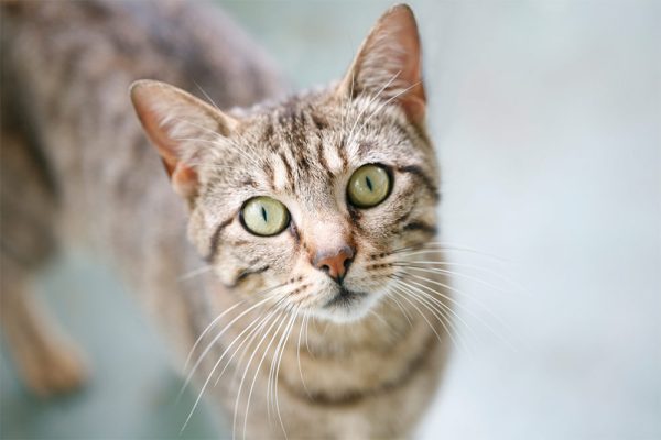 VetClear Joint Supplement for Cats