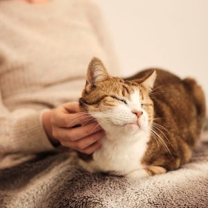 VetGuard Sterile Wound Dressing